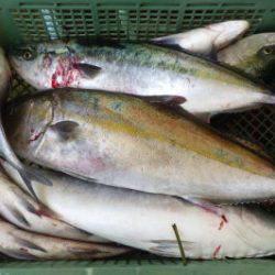 淡路じゃのひれフィッシングパーク 釣果