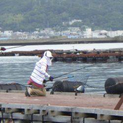 淡路じゃのひれフィッシングパーク 釣果