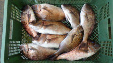 淡路じゃのひれフィッシングパーク 釣果