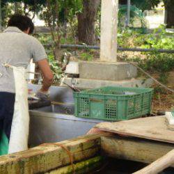 淡路じゃのひれフィッシングパーク 釣果