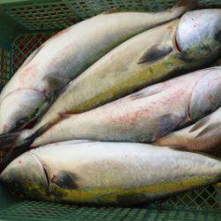 淡路じゃのひれフィッシングパーク 釣果