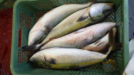 淡路じゃのひれフィッシングパーク 釣果