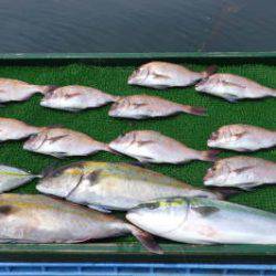 淡路じゃのひれフィッシングパーク 釣果