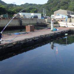 淡路じゃのひれフィッシングパーク 釣果