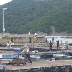 淡路じゃのひれフィッシングパーク 釣果