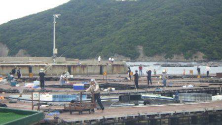 淡路じゃのひれフィッシングパーク 釣果