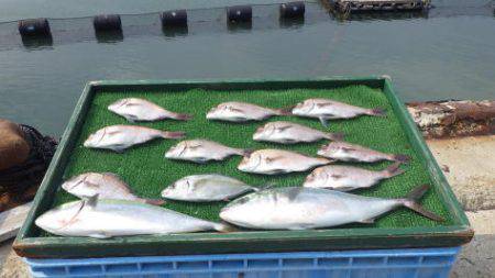 淡路じゃのひれフィッシングパーク 釣果