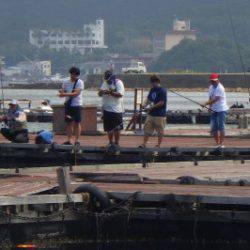 淡路じゃのひれフィッシングパーク 釣果