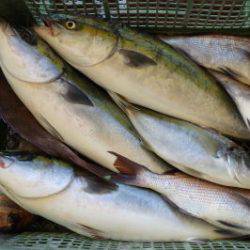 淡路じゃのひれフィッシングパーク 釣果