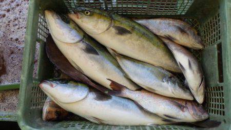 淡路じゃのひれフィッシングパーク 釣果