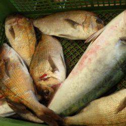 淡路じゃのひれフィッシングパーク 釣果