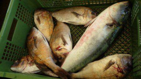 淡路じゃのひれフィッシングパーク 釣果