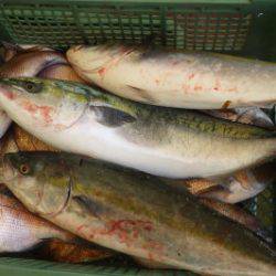 淡路じゃのひれフィッシングパーク 釣果