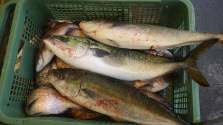 淡路じゃのひれフィッシングパーク 釣果