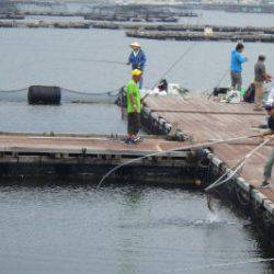 淡路じゃのひれフィッシングパーク 釣果