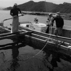 淡路じゃのひれフィッシングパーク 釣果