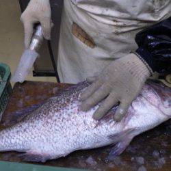 淡路じゃのひれフィッシングパーク 釣果