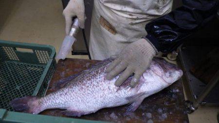 淡路じゃのひれフィッシングパーク 釣果