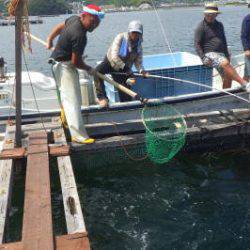 淡路じゃのひれフィッシングパーク 釣果