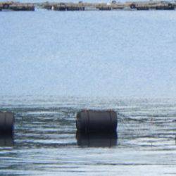 淡路じゃのひれフィッシングパーク 釣果