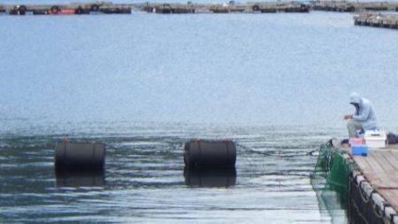 淡路じゃのひれフィッシングパーク 釣果