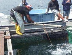 淡路じゃのひれフィッシングパーク 釣果