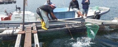 淡路じゃのひれフィッシングパーク 釣果
