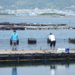 淡路じゃのひれフィッシングパーク 釣果