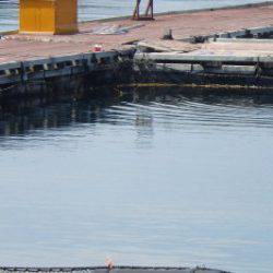 淡路じゃのひれフィッシングパーク 釣果