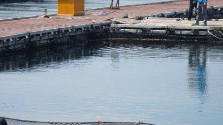 淡路じゃのひれフィッシングパーク 釣果