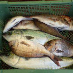 淡路じゃのひれフィッシングパーク 釣果