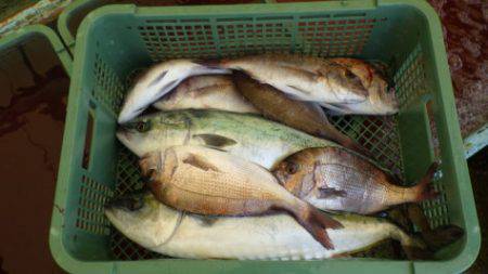 淡路じゃのひれフィッシングパーク 釣果