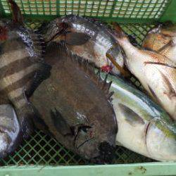 淡路じゃのひれフィッシングパーク 釣果