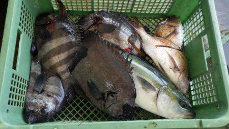 淡路じゃのひれフィッシングパーク 釣果