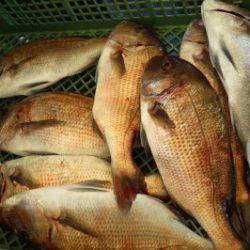 淡路じゃのひれフィッシングパーク 釣果