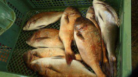 淡路じゃのひれフィッシングパーク 釣果