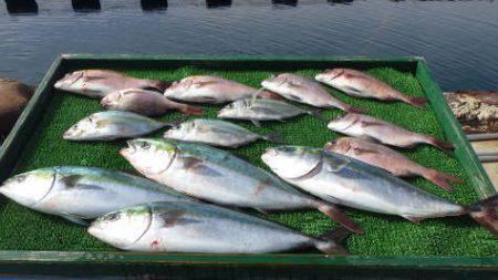 淡路じゃのひれフィッシングパーク 釣果