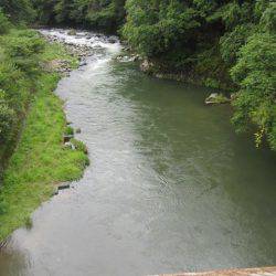 狩野川(狩野川漁業協同組合) 釣果