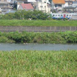 狩野川(狩野川漁業協同組合) 釣果