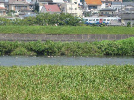 狩野川（狩野川漁業協同組合） 釣果
