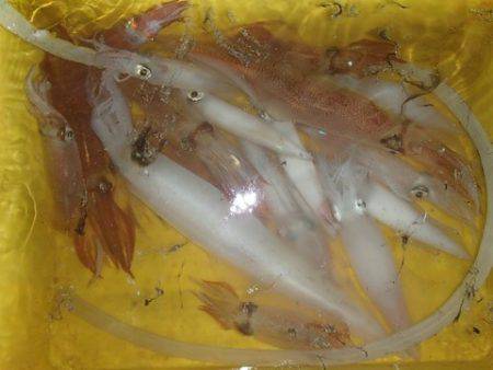 第二むつ漁丸 釣果