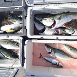 気仙沼 つり丸 釣果