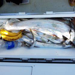 遊漁船　ニライカナイ 釣果