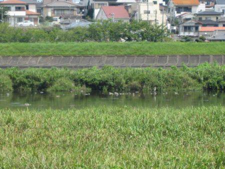 狩野川（狩野川漁業協同組合） 釣果