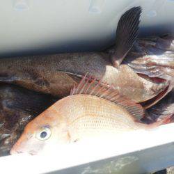 こうゆう丸 釣果