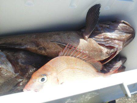 こうゆう丸 釣果