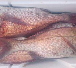 IDATEN(イダテン) 釣果