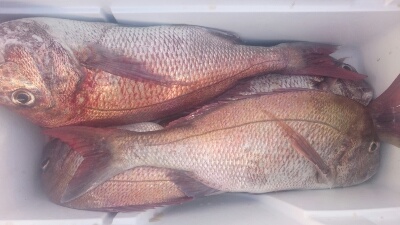 IDATEN(イダテン) 釣果