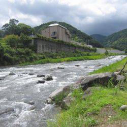 狩野川(狩野川漁業協同組合) 釣果