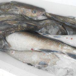 こうゆう丸 釣果